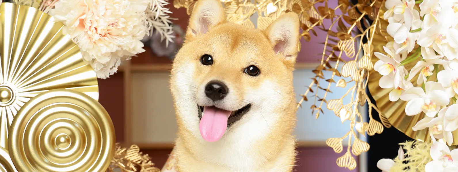 フォトスタジオ「Photo Gallery Art」のペット撮影プラン