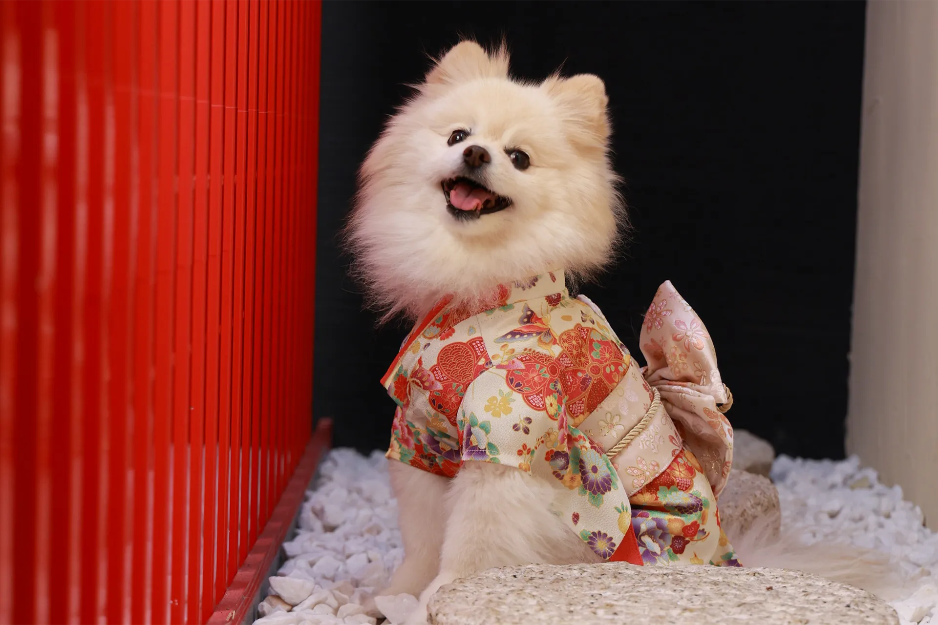 成人式・卒業式の前撮りペット撮影PGA