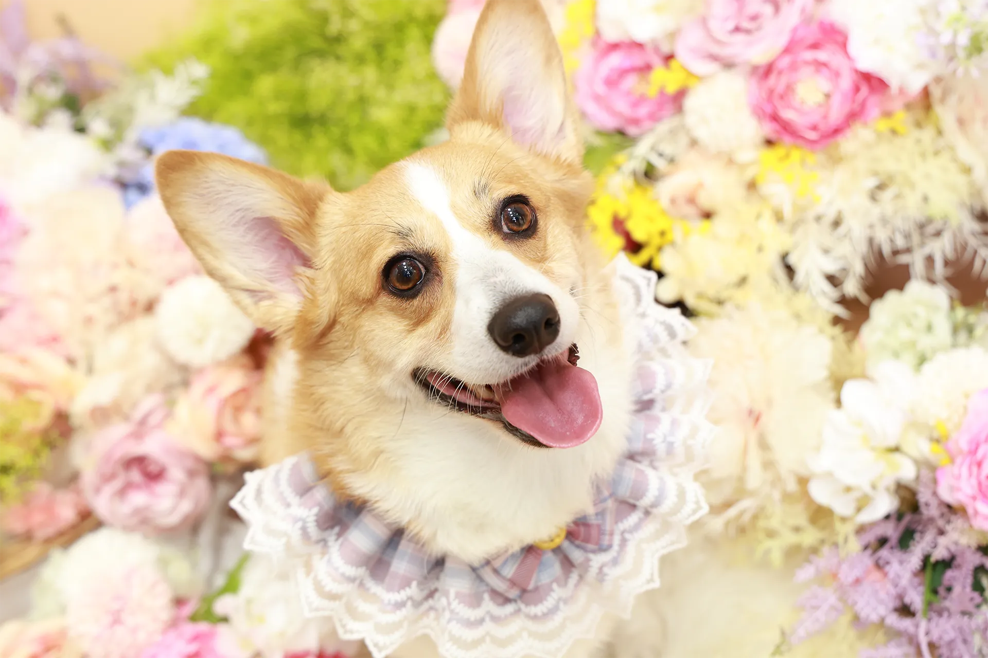 成人式・卒業式の前撮りペット撮影PGA